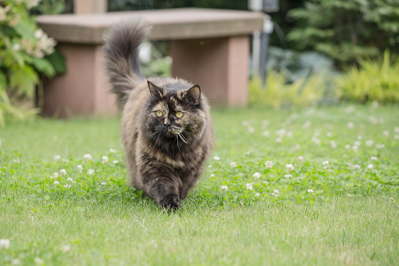 The Unique Features of the British Longhair